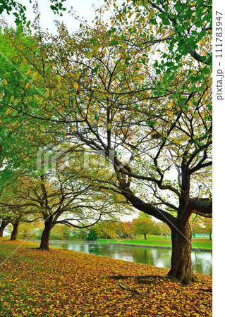 新潟県立スポーツ公園の紅葉（新潟県） 111783947