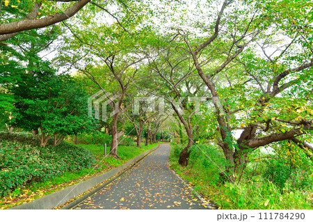紅葉の鳥屋野潟公園（新潟県） 111784290