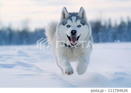 Beautiful Husky dog runs through the snow in winter to meet its owner, AI 111784626