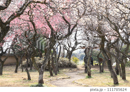 谷保天満宮 梅林 谷保天満宮 梅林 111785624