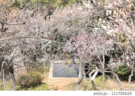 谷保天満宮　梅林 111785626