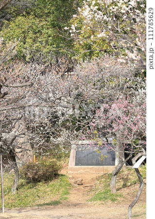 谷保天満宮 梅林 谷保天満宮 梅林 111785629