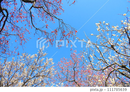 谷保天満宮　梅林 111785639