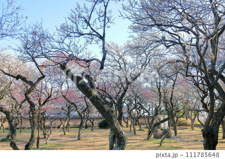 谷保天満宮　梅林 111785648