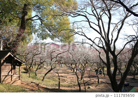 谷保天満宮 梅林 谷保天満宮 梅林 111785650