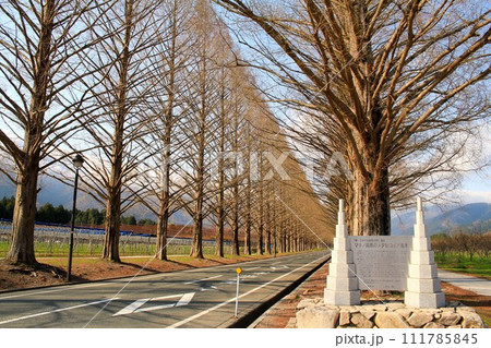 高島市メタセコイア並木道 高島市メタセコイア並木道 111785845