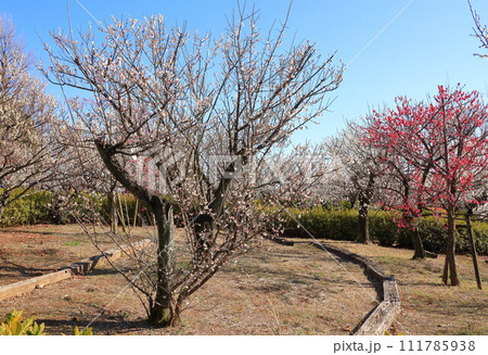 羽根木公園の梅 羽根木公園の梅 111785938