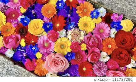 正月のカラフルな花手水(バラ・ガーベラ・バンダ・カーネーション)〈菅生神社/愛知県岡崎市〉 111787296