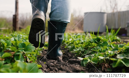farmer walks along farm rubber boots, agriculture, work farm garden, gardener walks rubber boots through black soil, farmer feet rubber boots, go to work land road, farm work, smart land, growing 111787729
