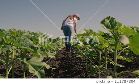 farmer touches green leaf sunflower, farmer walks rubber boots along rows crops farm, agriculture, sprouts concept, sunflower farm field landscape, rubber, agrarian industry, field with young 111787804