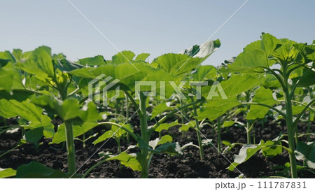 beautiful landscape under bright sunlight, young sunflower farm field nature view, agriculture business concept sunlight, young sunflower plant, agriculture green field sprouts concept, field with 111787831