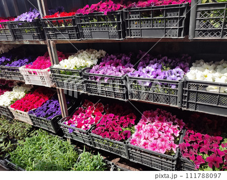Petunia flower seedlings in boxes at garden center for sale. Garden shop 111788097