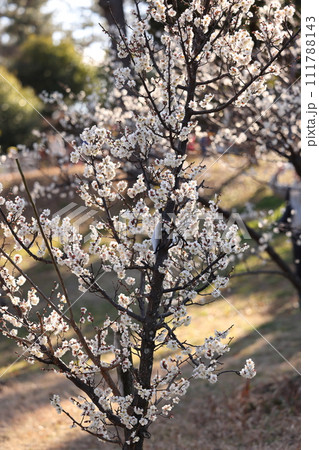 梅の花 111788143