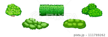 Green Bush of Different Shape as Park Element Vector Set 111789262