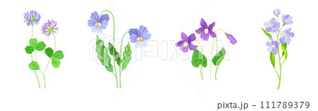Purple Flowers on Green Stem as Meadow or Field Plant Vector Set 111789379