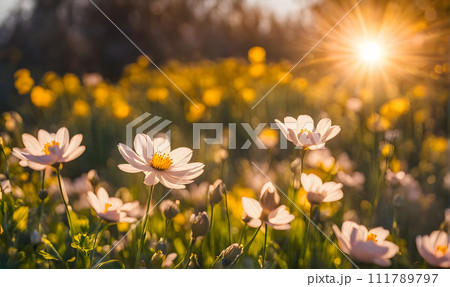 Sunny spring field: Vibrant flowers under the sun 111789797