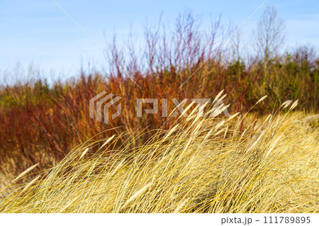 Golden dry grasses bent in the wind against a blurred background , Baltic sea coast dunes in winter 111789895