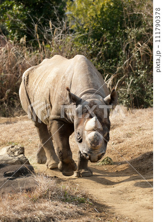 ヒガシクロサイが向かってくる 111790378