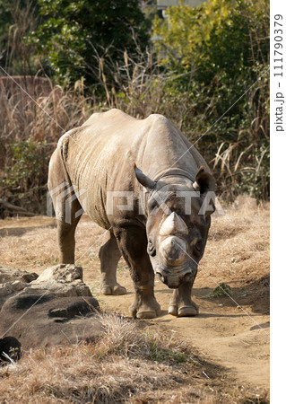 ヒガシクロサイがこちらを見ている 111790379