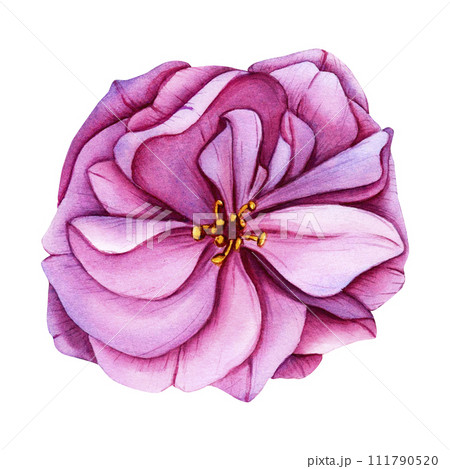 Watercolor illustration pink cherry blossom, sakura flower petals. Pink Japanese sakura flowers botanical illustration. Hand-drawn flower buds and petals of cherry blossoms. Isolated Watercolor illustration pink cherry blossom, sakura flower petals. Pink Japanese sakura flowers botanical illustration. Hand-drawn flower buds and petals of cherry blossoms. Isolated 111790520