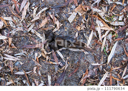 Dog poop on the ground on leaves 111790634