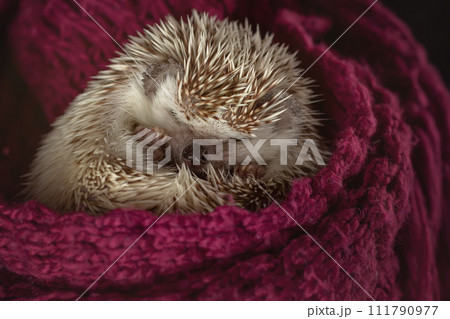 A small African hedgehog sleeps sweetly in curled up in a ball. 111790977