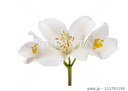 jasmine flower isolated jasmine flower isolated 111791198