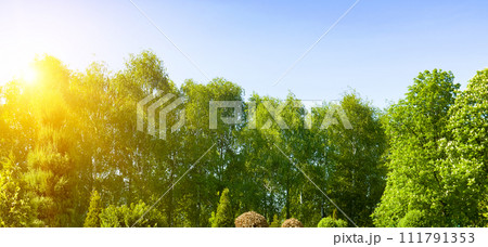 Spring forest and bright sun on a blue sky. Wide photo. 111791353