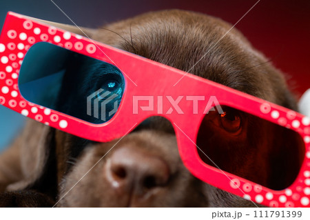 Close up image of labrador retriever puppy watching tv or movie film  with 3d glasses (red-blue anaglyph). Dog in cinema. 111791399