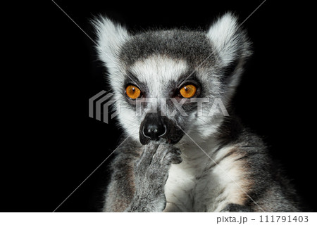 The lemur is in thinking. Thoughtful look. Zen, tranquility, enlightenment. Isolated on black background. 111791403
