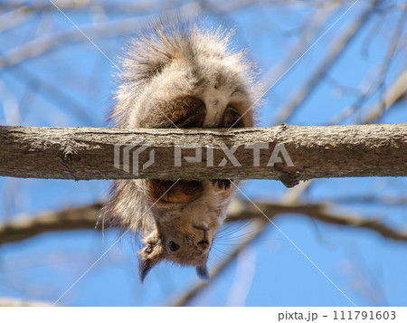 Funny fluffy furry squirrel fanny (butt). Funny fluffy furry squirrel fanny (butt). 111791603