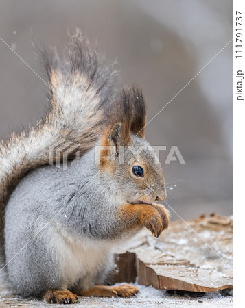 A squirrel sits on a stump and eats nuts in autumn. 111791737
