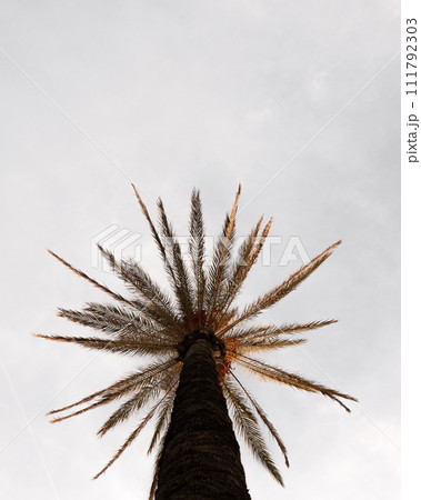 Upward View of a Tall Palm Tree Against a Cloudy Sky 111792303