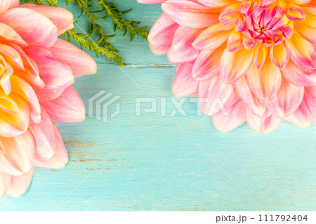 summer background. light pink dahlias on a wooden blue background, 111792404