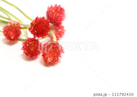 白背景のセンニチコウの花束 白背景のセンニチコウの花束 111792410