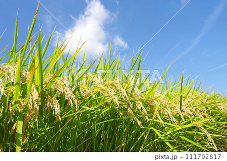 《秋の実り》収穫前の稲穂 111792817