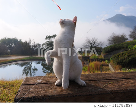 公園で猫と遊ぶ 公園で猫と遊ぶ 111792857