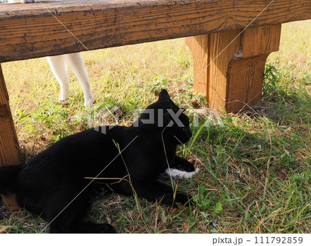 公園で猫と遊ぶ 111792859