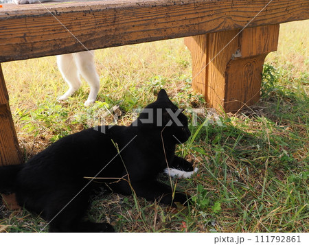 公園で猫と遊ぶ 111792861