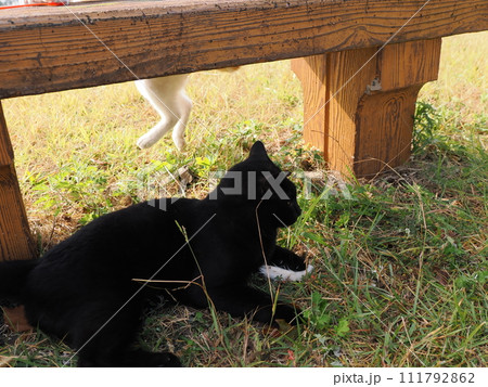 公園で猫と遊ぶ 111792862