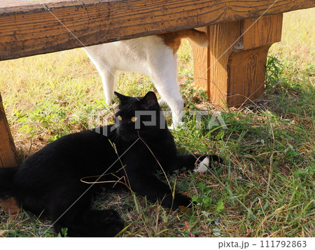 公園で猫と遊ぶ 111792863