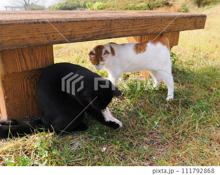 公園で猫と遊ぶ 111792868