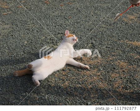 公園で猫と遊ぶ 111792877