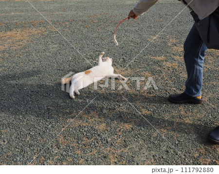 公園で猫と遊ぶ 111792880