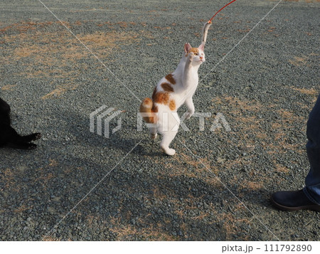公園で猫と遊ぶ 公園で猫と遊ぶ 111792890