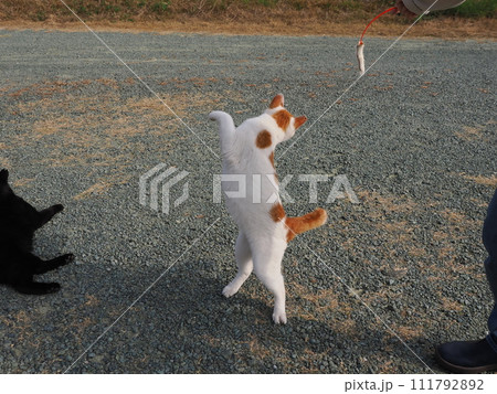公園で猫と遊ぶ 111792892