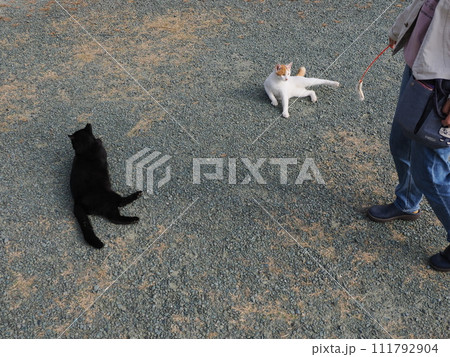 公園で猫と遊ぶ 111792904