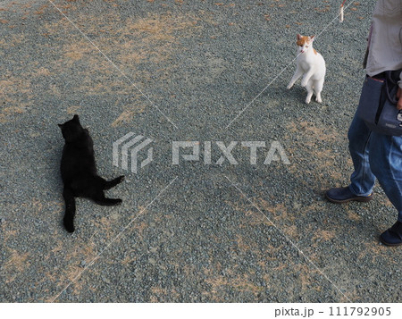 公園で猫と遊ぶ 111792905