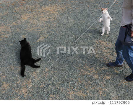 公園で猫と遊ぶ 111792906