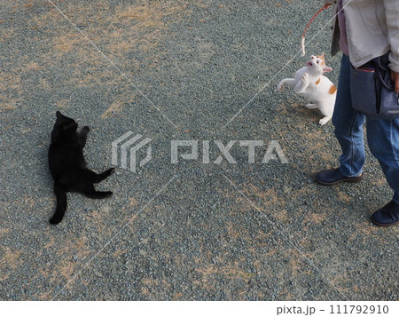 公園で猫と遊ぶ 111792910